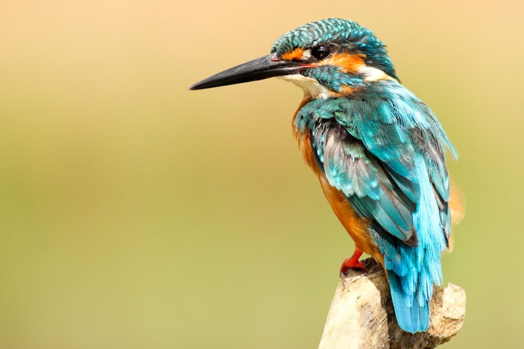What Colors Attract Birds? (A Complete Guide!) Birding Outdoors