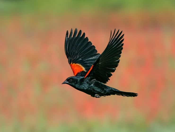 5 Amazing Black Birds with Orange Wings (with Pictures)