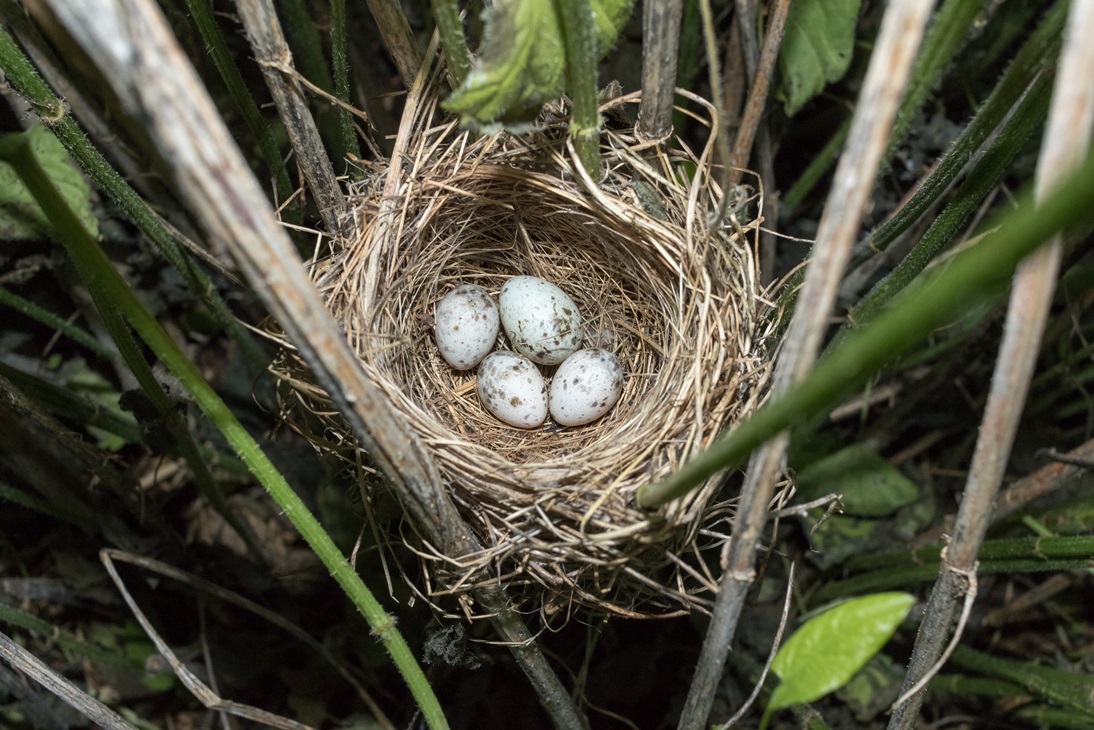 Why Do Mother Birds Abandon Their Nest with Eggs or Babies?