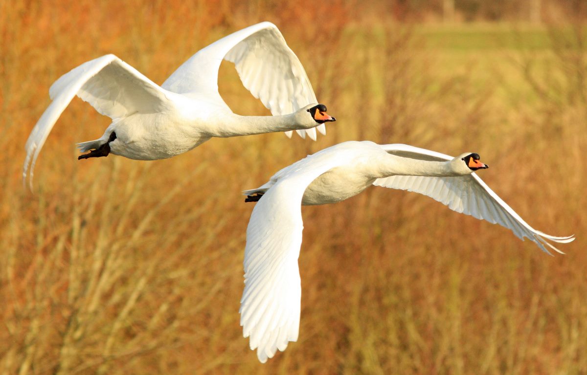 Can Swans Fly? How Far, High and Fast?