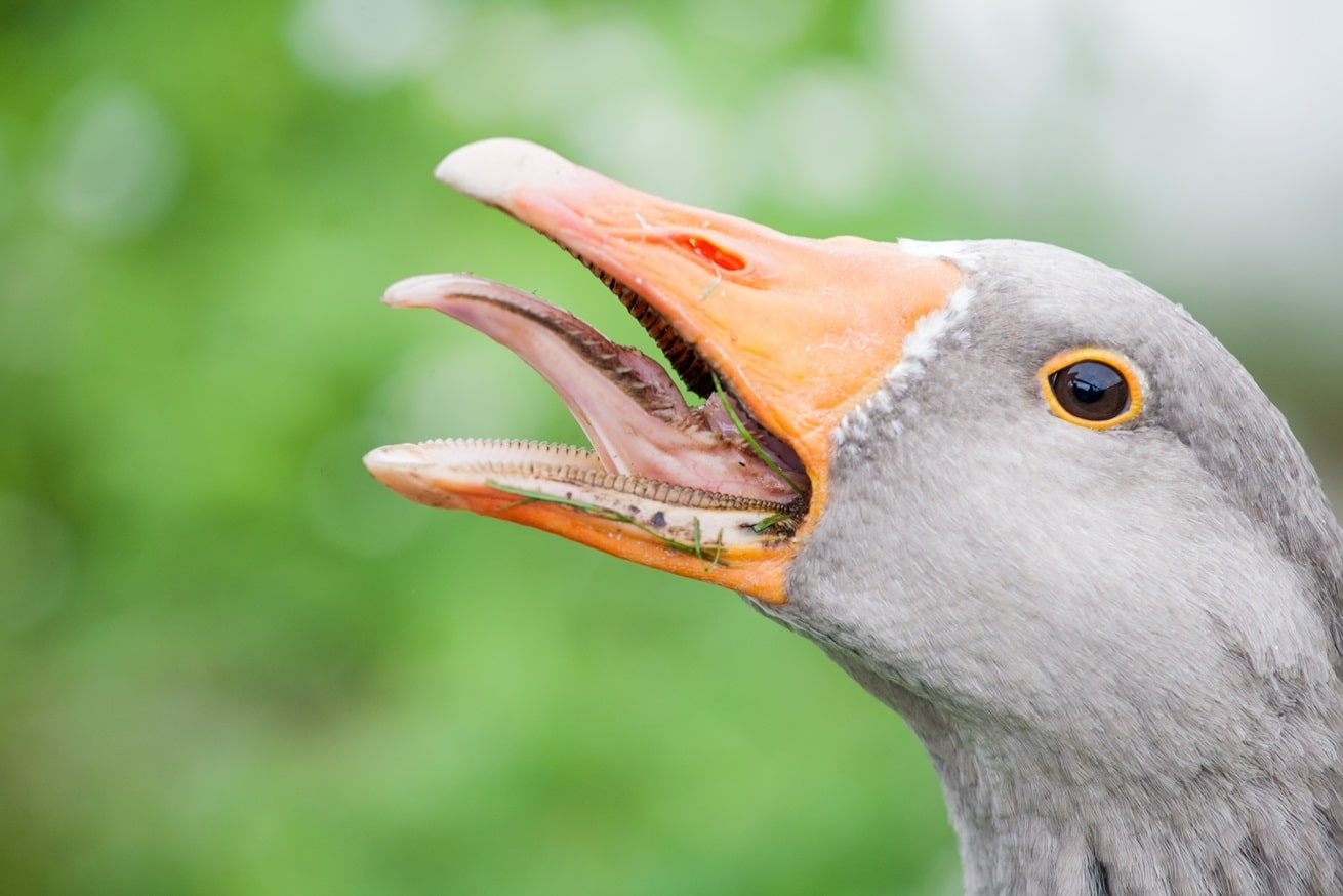 Do Geese Have Teeth? (The Fact Explained)