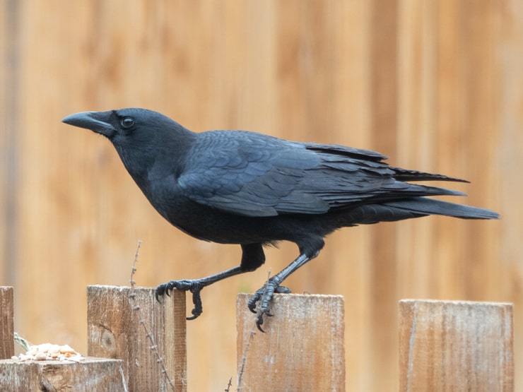 How to Keep Crows Away From Bird Feeders?