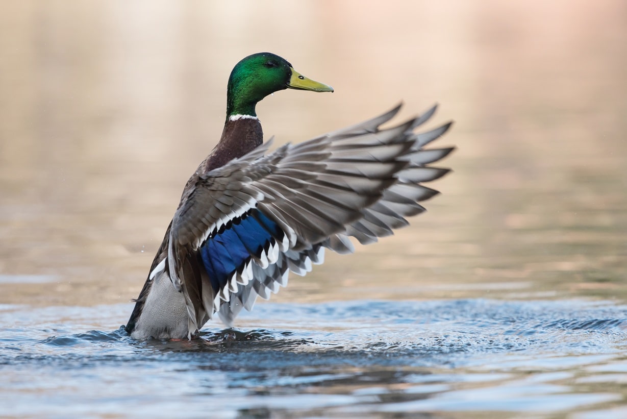 How Long Do Ducks Live? Unveiling the Incredible Duck Lifespan