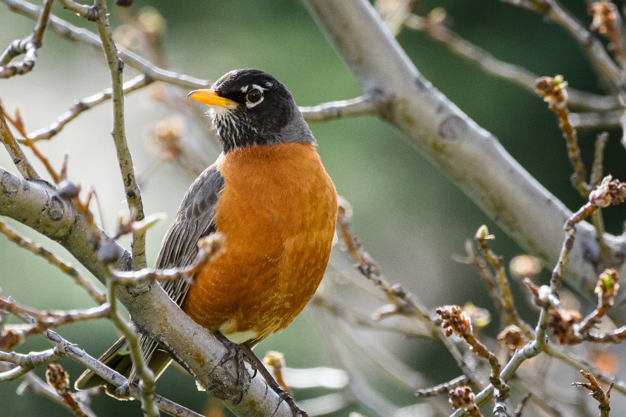 Do Robins Mate for Life? [WHEN & HOW OFTEN]