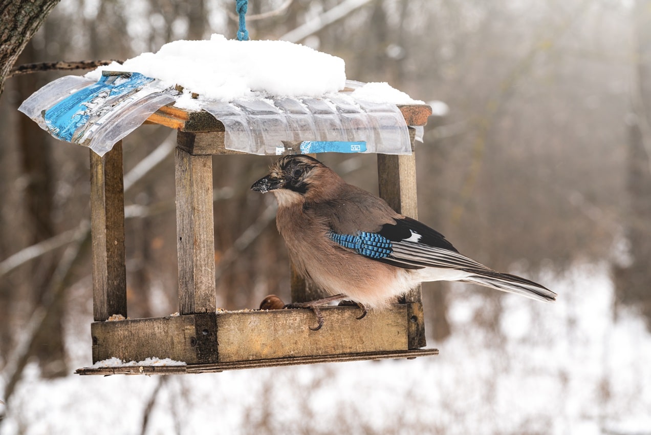 How Do Birds Find Bird Feeders? Everything Explained!
