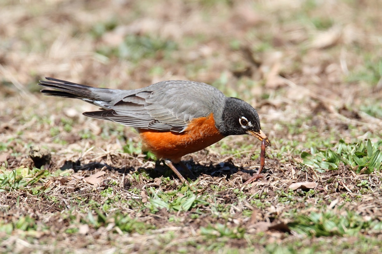 How Do Birds Find Worms? Techniques Revealed!