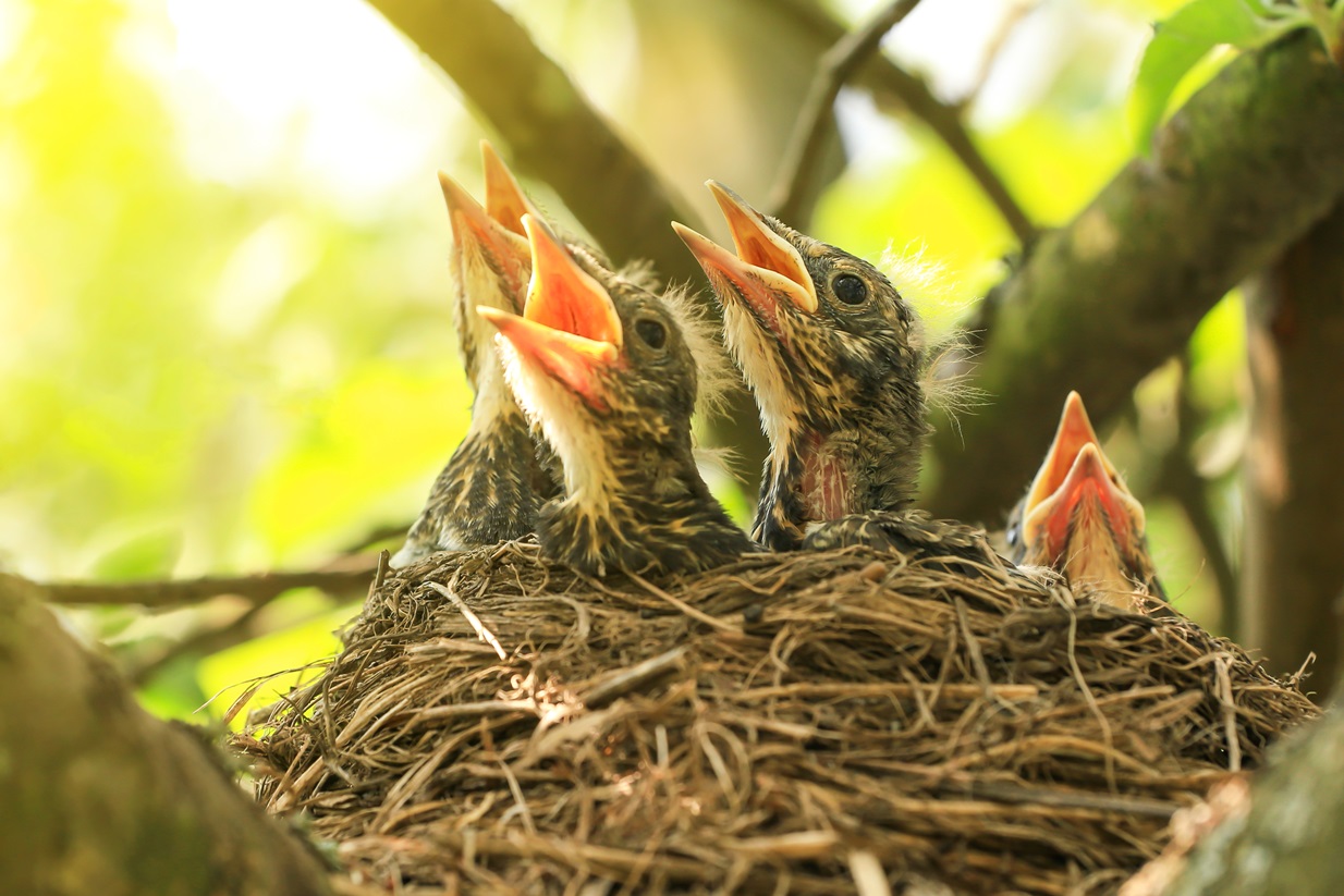When Do Baby Birds Leave the Nest? Everything Explained!