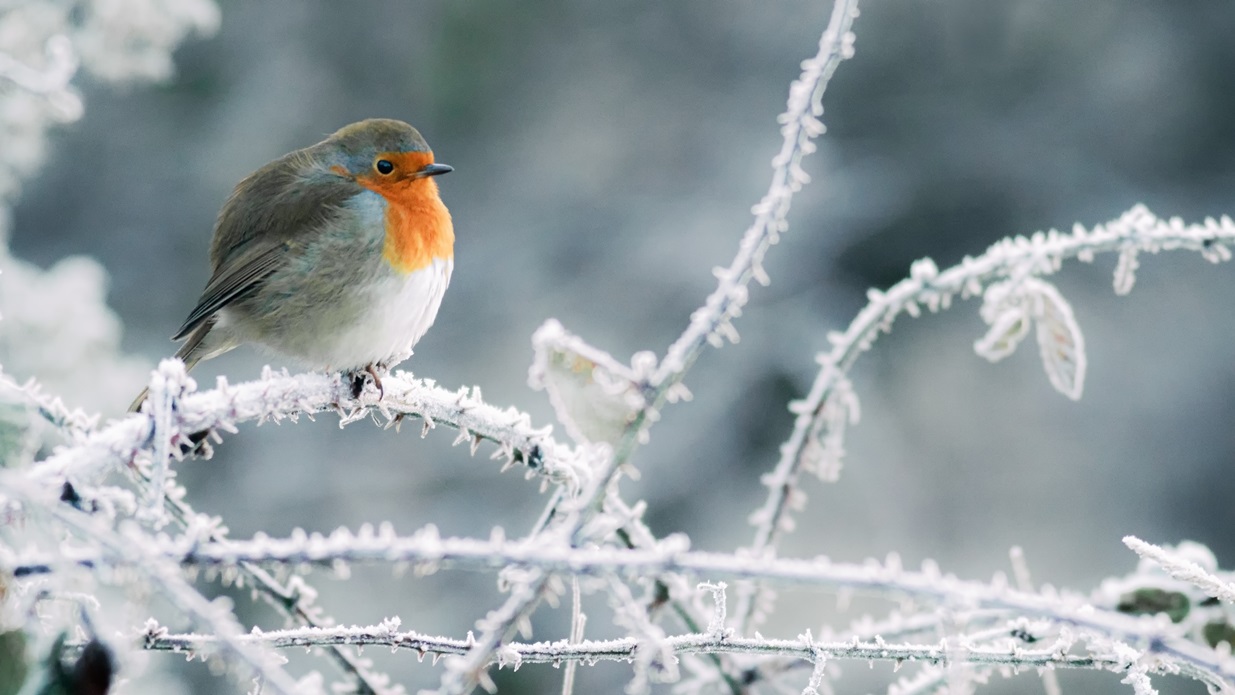 Why Are Robins Associated With Christmas?