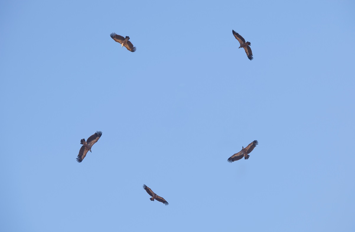 Why Birds Fly in Circles? (6 Reasons)