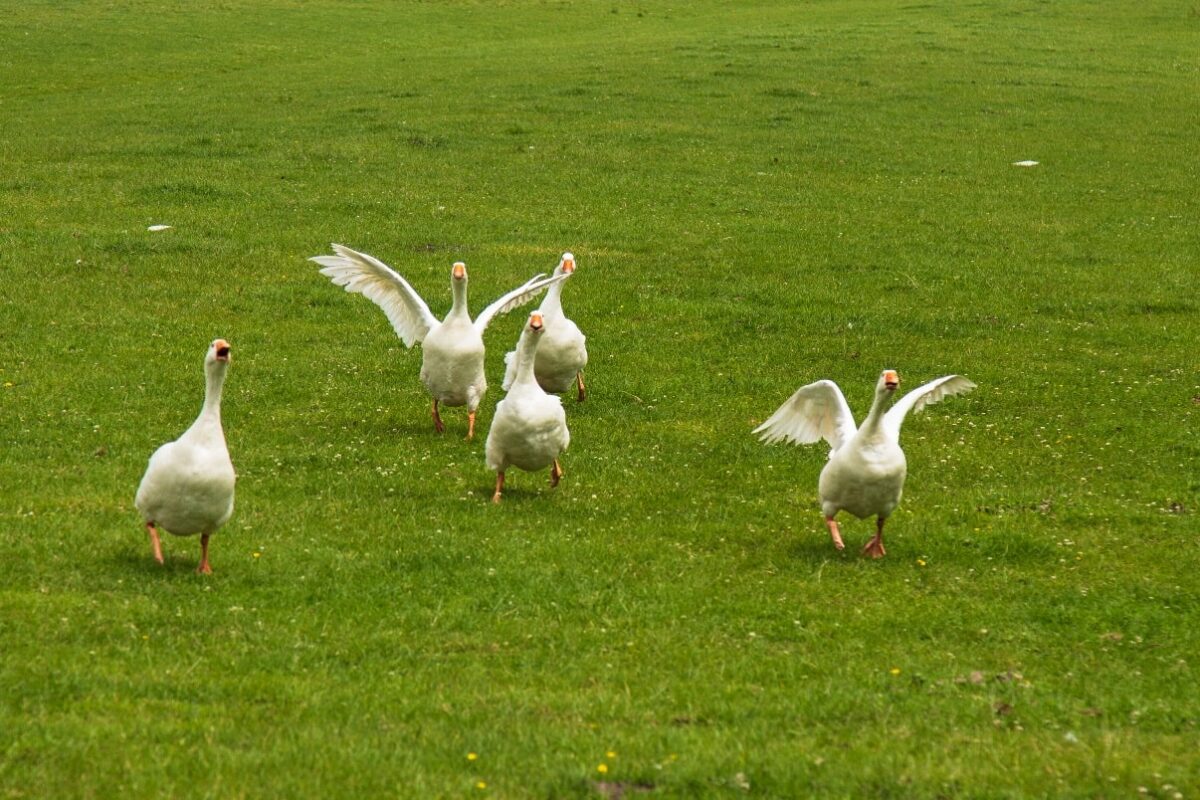 Why Are Geese Aggressive? Reasons, Signs, and How to React