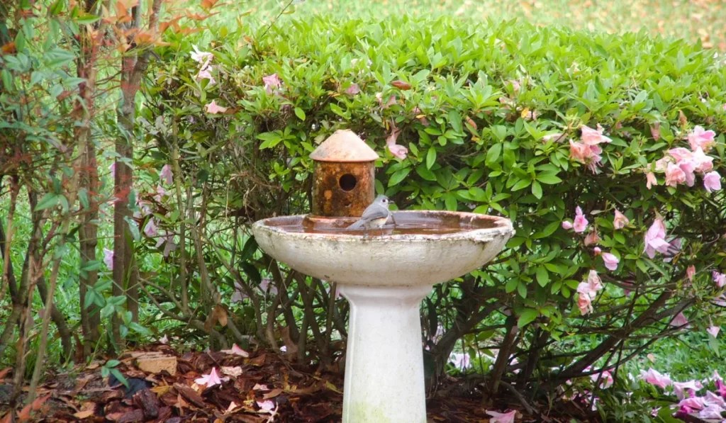 What Attracts Birds To Your Yard A Comprehensive Guide