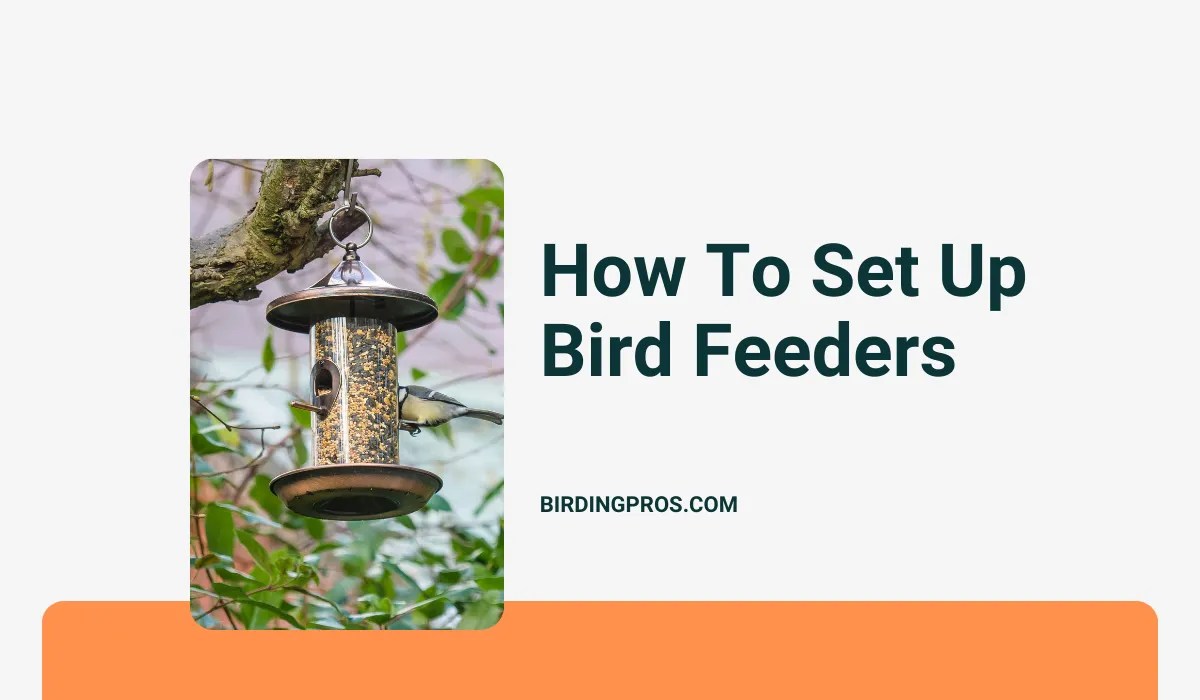 How To Set Up Bird Feeders StepbyStep Guide