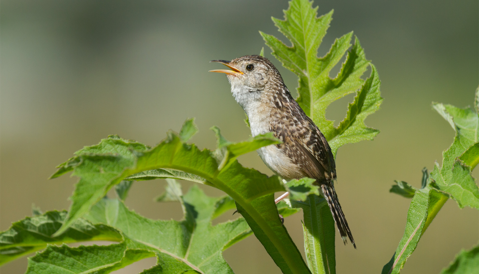 Costa Rican Bird Sounds Birding Spots MN