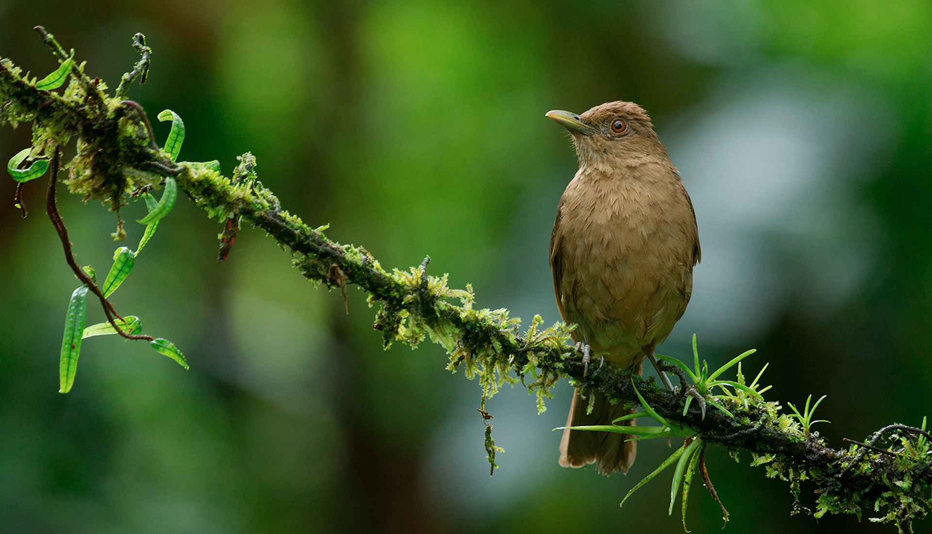 Costa Rican Bird Sounds Birding Spots MN
