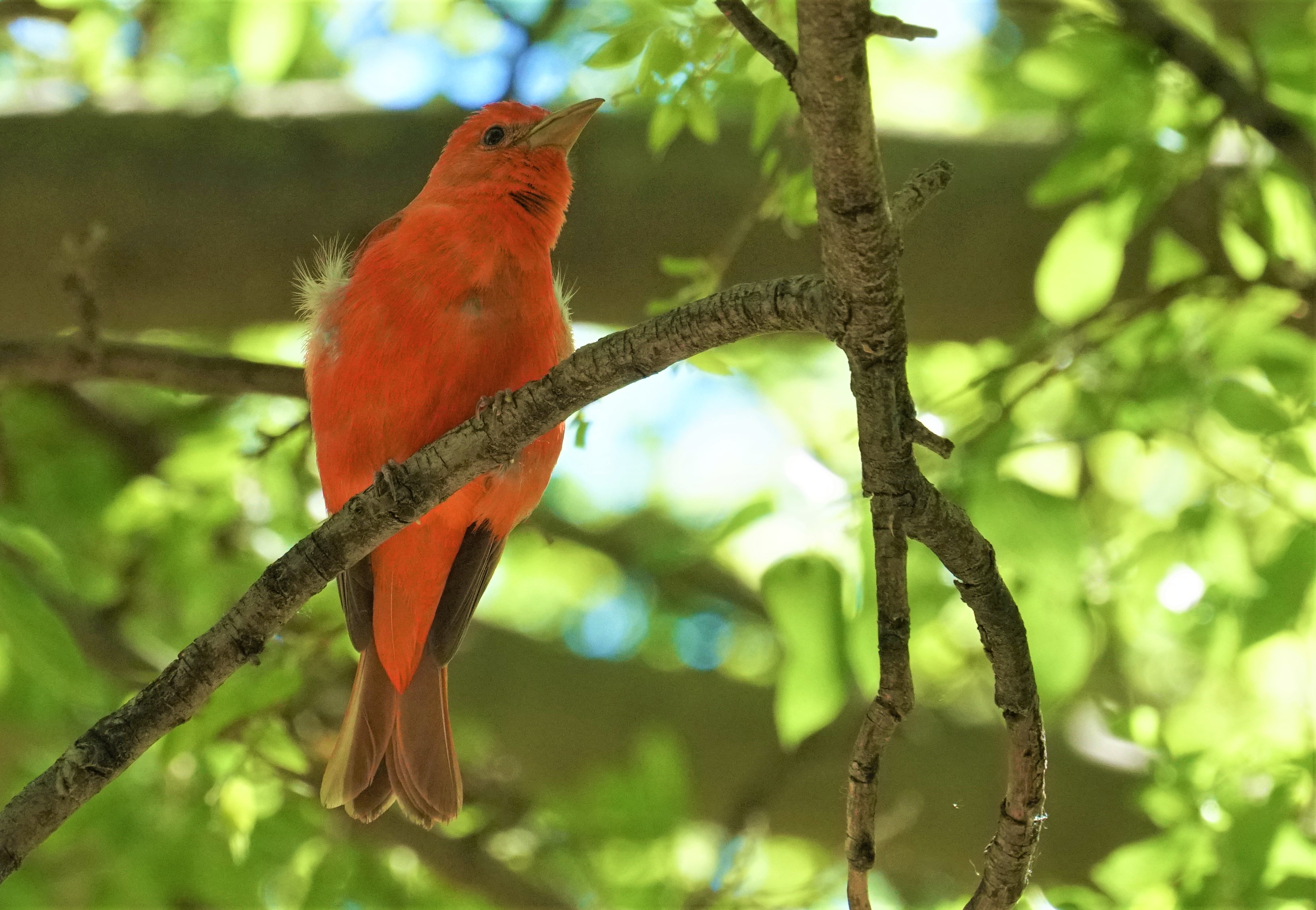 Summertime Tanagers birdingthebrookeandbeyond