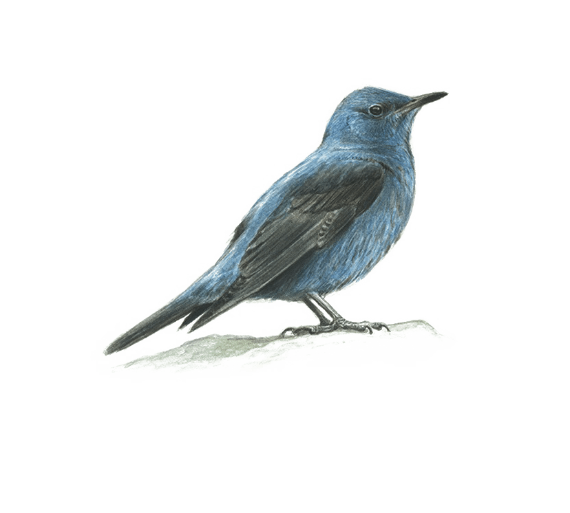 Blue Rock Thrush BirdLife Cyprus