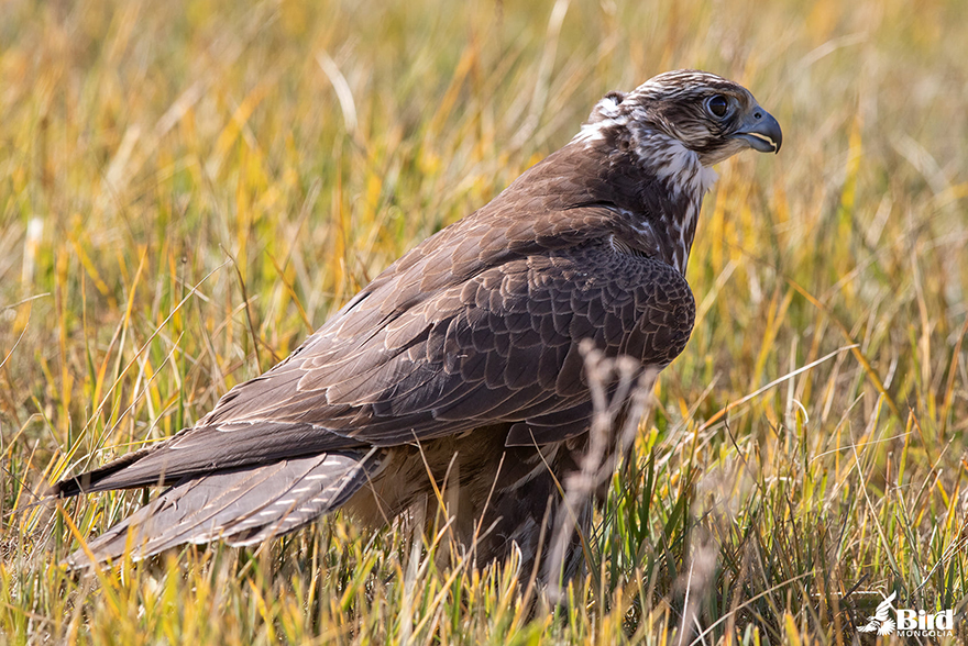 Saker Falcon, A National Bird of Mongolia