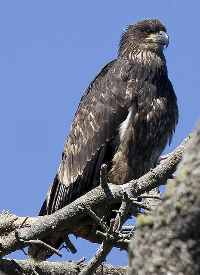 Firstyear Bald Eagle BirdNote