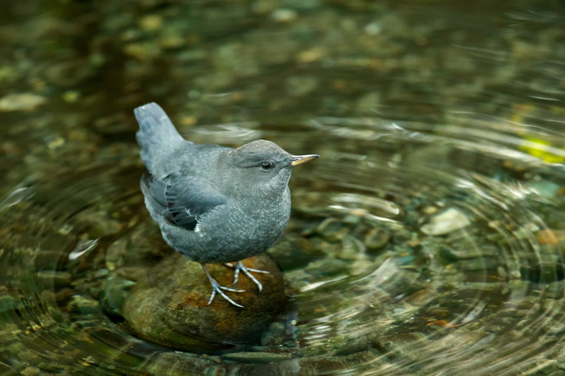 Amazing Aquatic American Dipper BirdNote