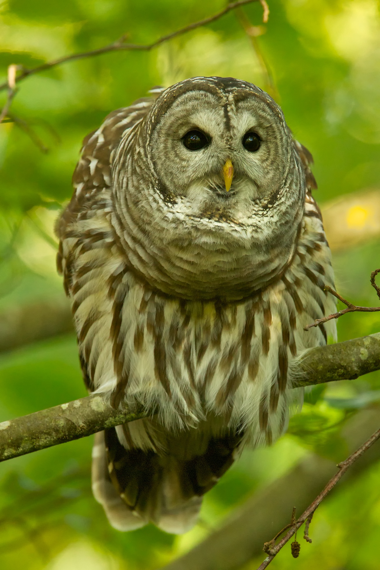 Barred Owl Perched (3/3) BirdNote