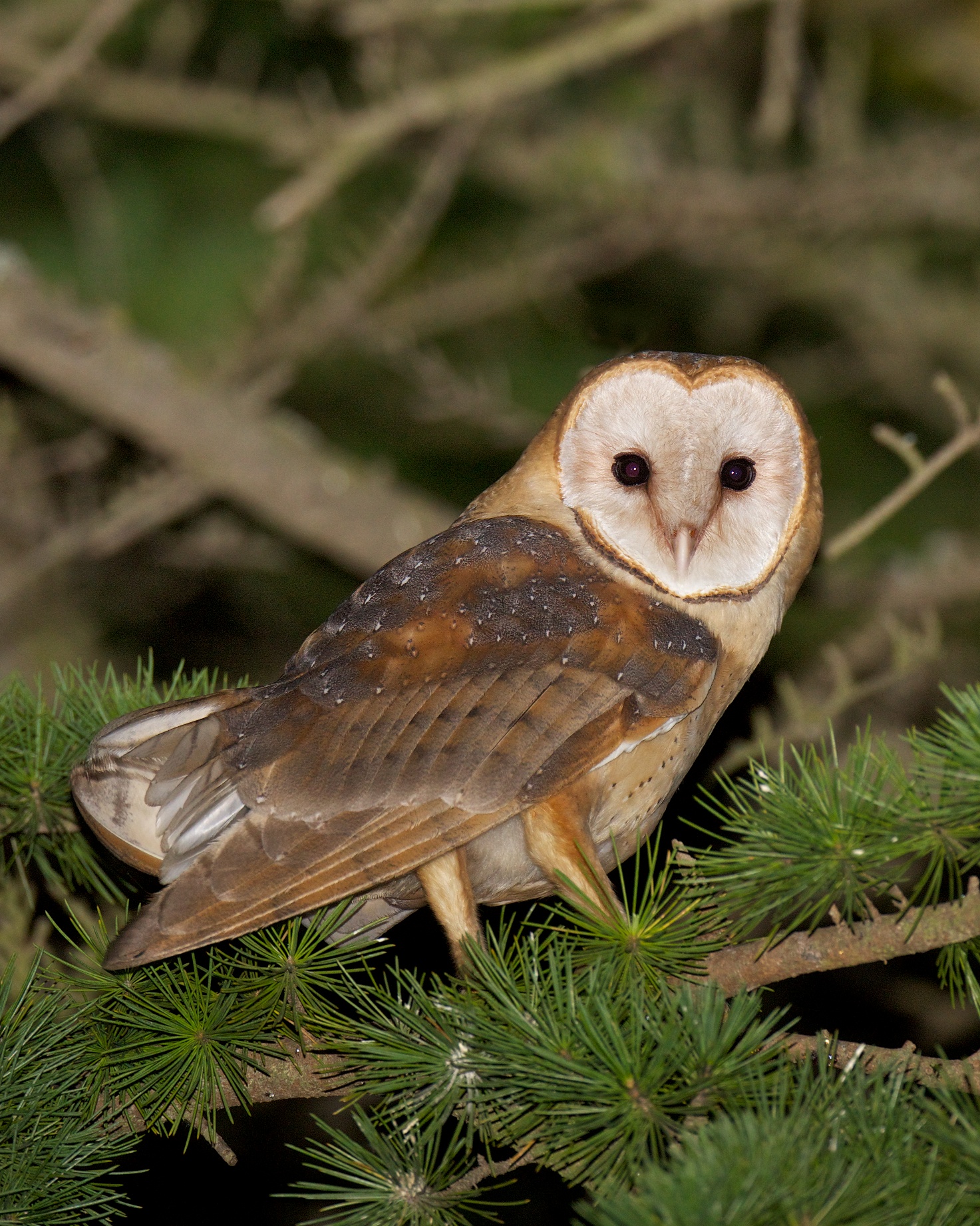 Barn Owls Let You Know BirdNote