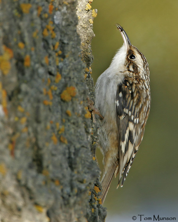 The Brown Creeper BirdNote