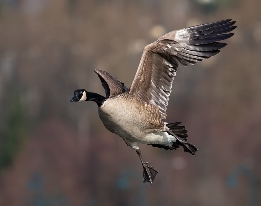 Geese in Vformation BirdNote