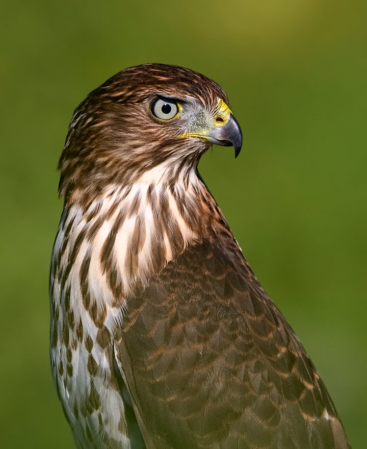 Immature Cooper's Hawk (2/3) BirdNote