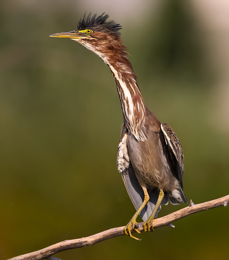 Green Heron BirdNote