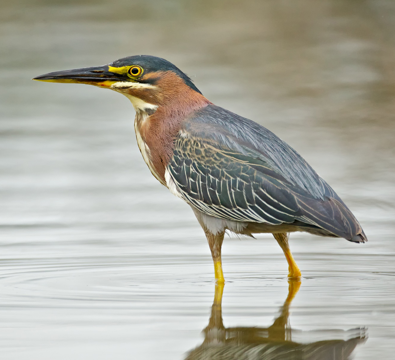 Green Heron BirdNote