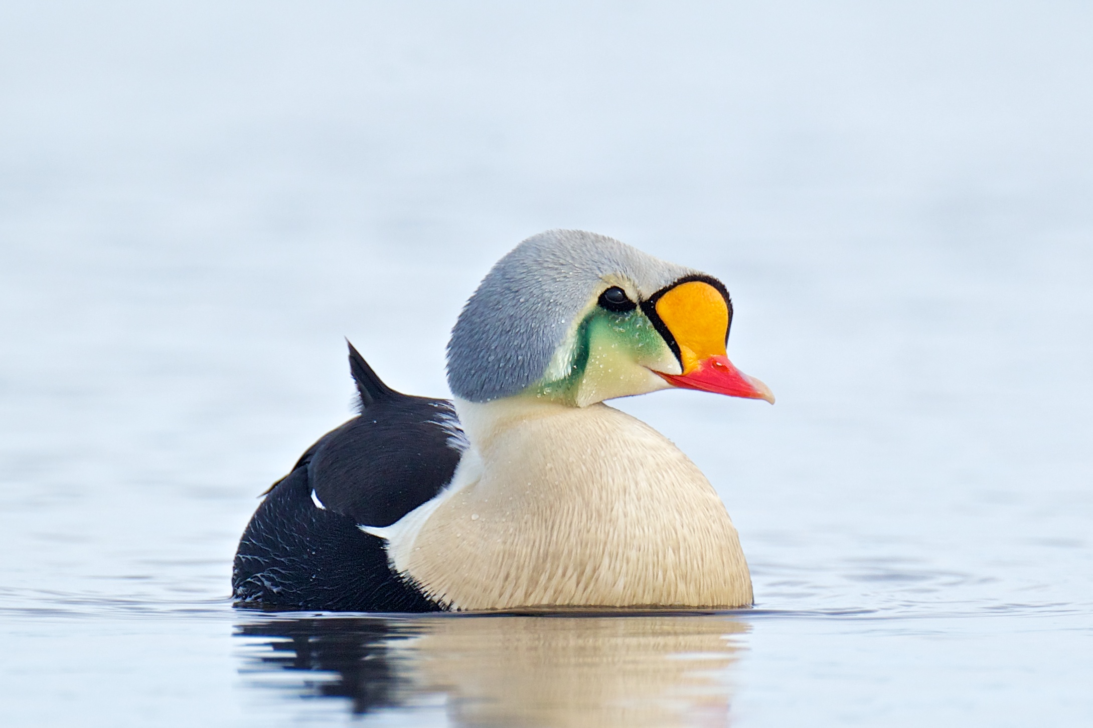 Male King Eider in Barrow Alaska BirdNote