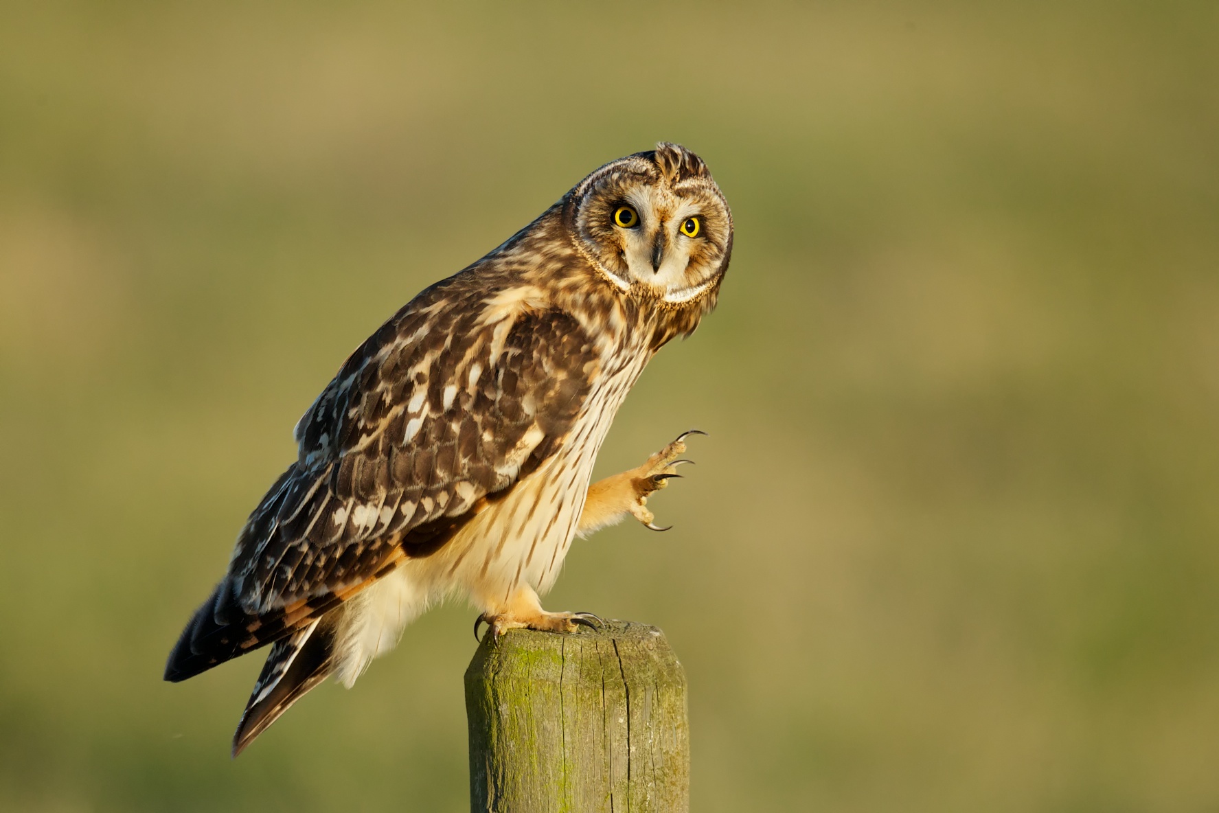 A Shorteared Owl Preens BirdNote