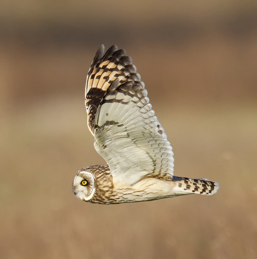Shorteared Owl BirdNote