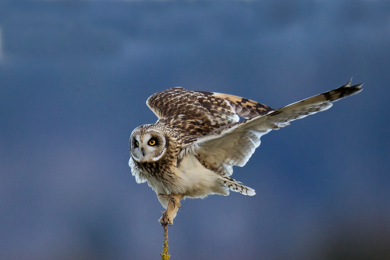 Shorteared Owl BirdNote