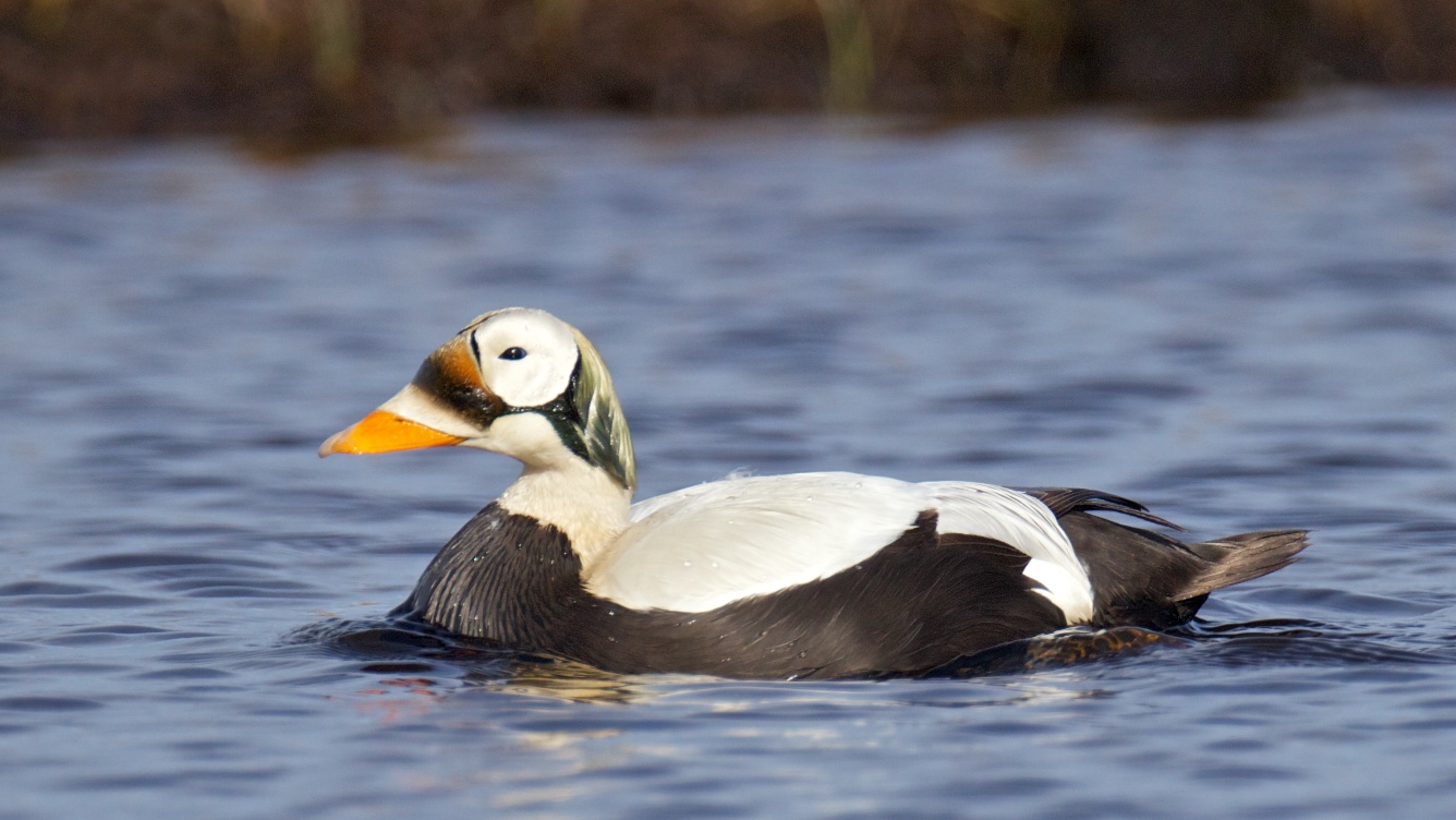 Spectacled Eiders Dive in the Ice in Winter BirdNote