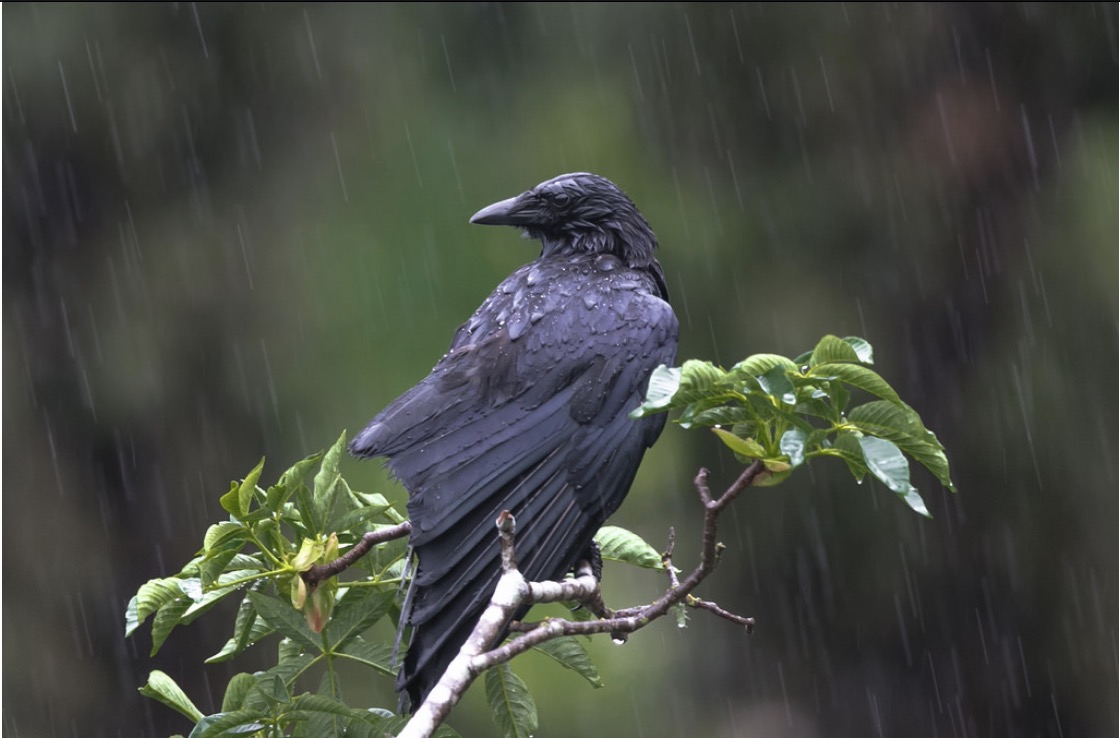 Flyin' in the Rain BirdNote