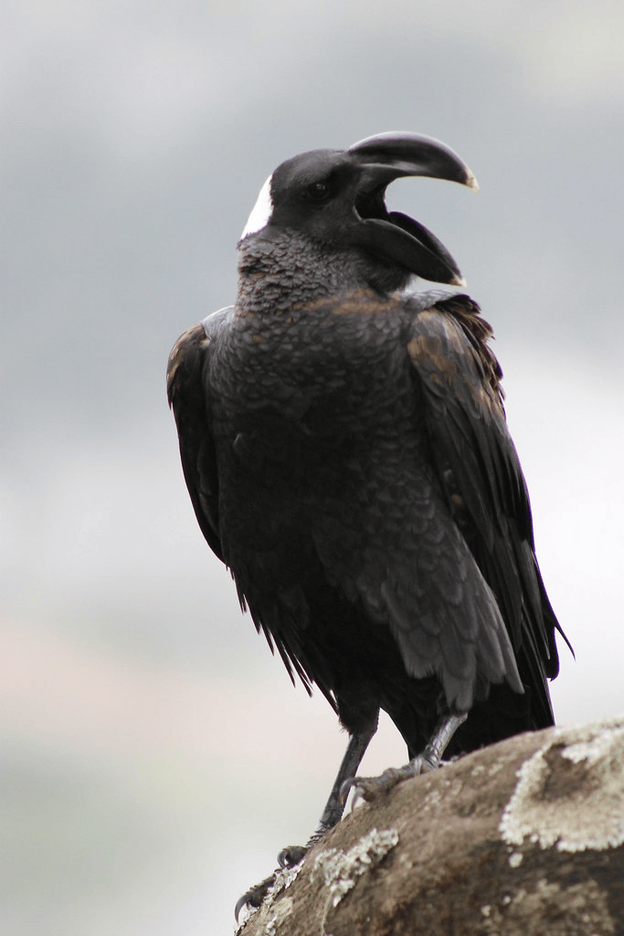 Thickbilled Raven Bird of the Week