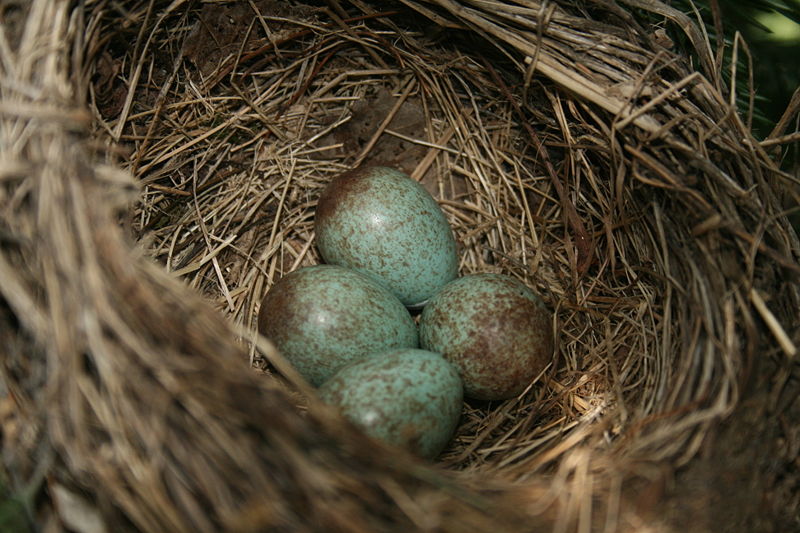 Eggs Archives Bird Quote Birds, Quotes, Trivia and More