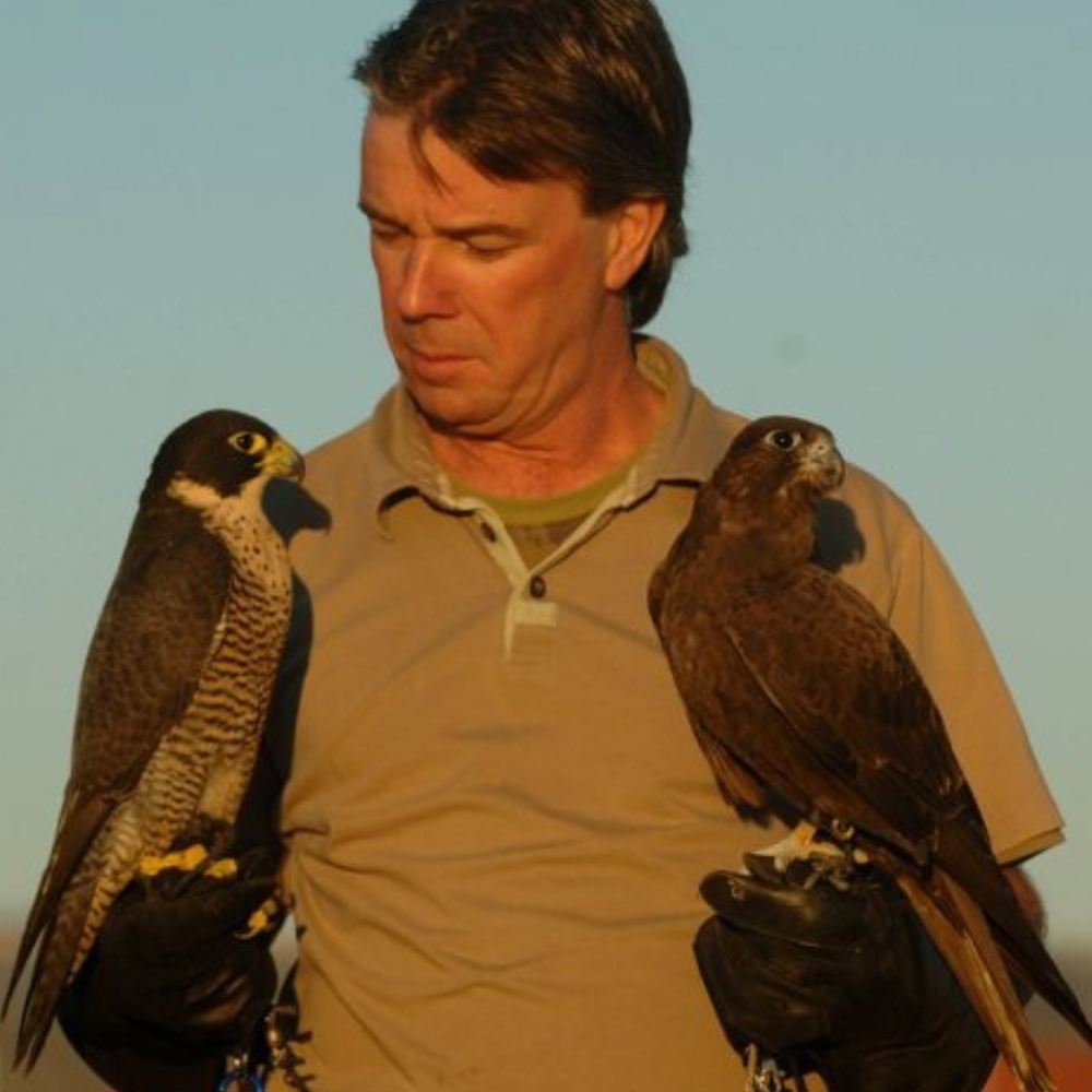 Pigeon Extermination Adelaide bird removal