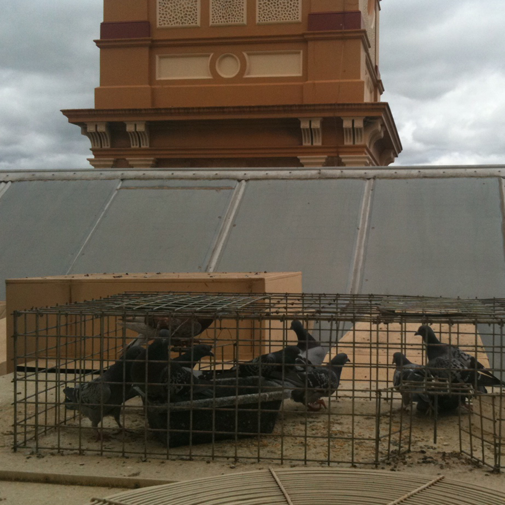 Pigeon Extermination Adelaide bird removal