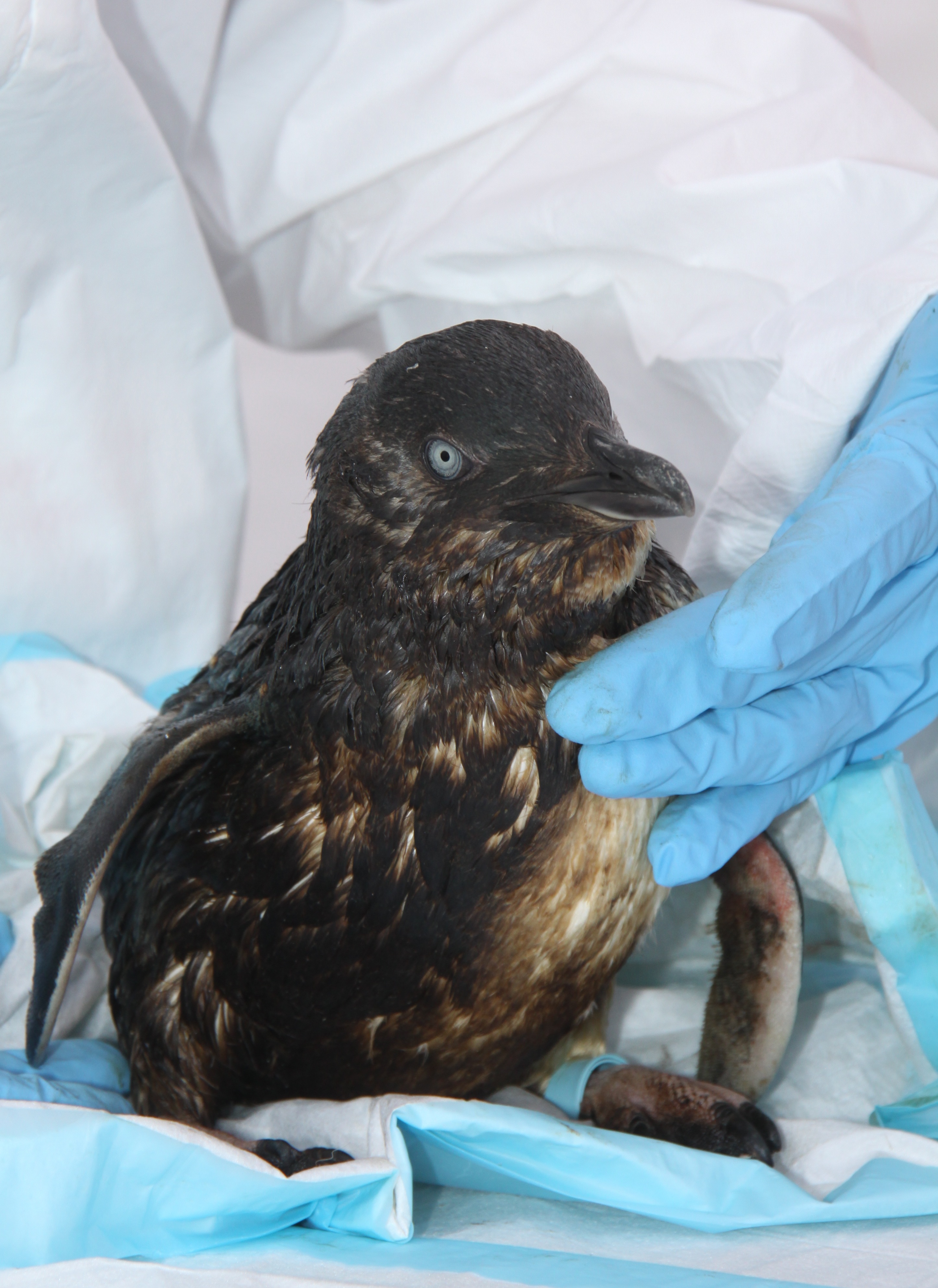 Sweaters on oiled penguins? International Bird Rescue