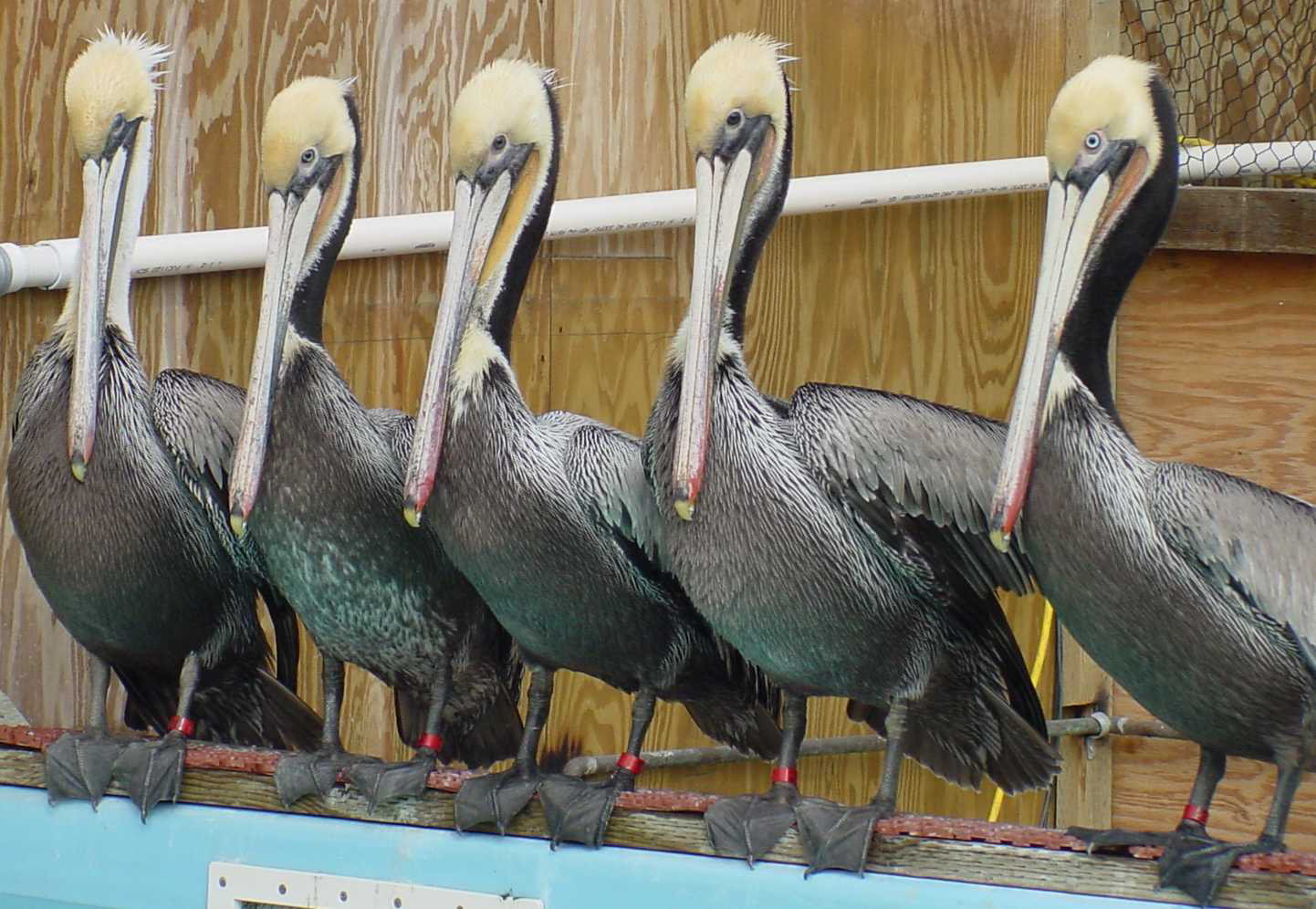 Celebrating Bird LA Day Open House May 6th At Bird Rescue Los Angeles