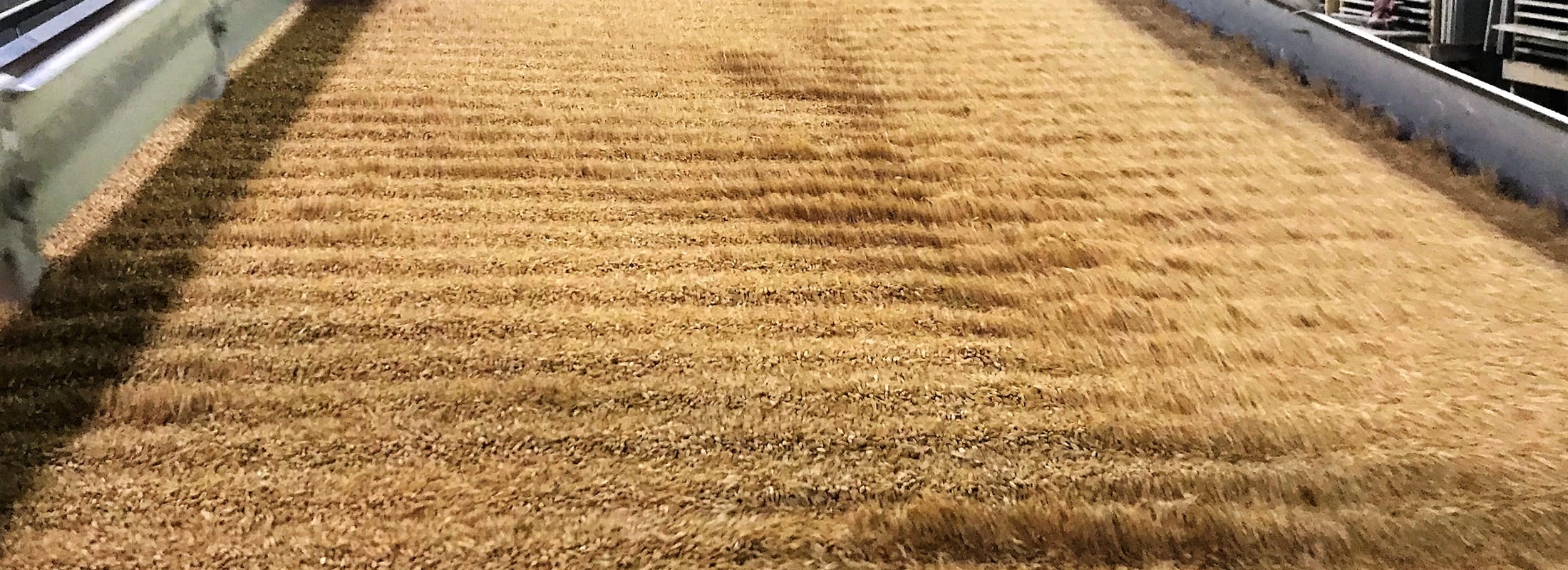 Seed Conditioning Birdsall Grain