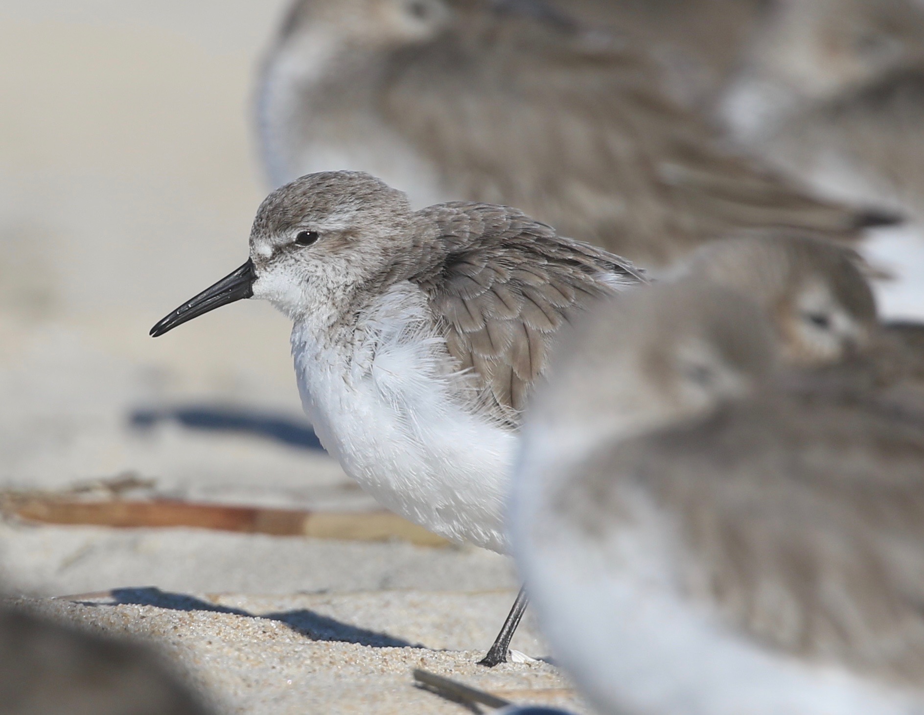 Chincoteague National Wildlife Refuge 2021 Birds and Buds