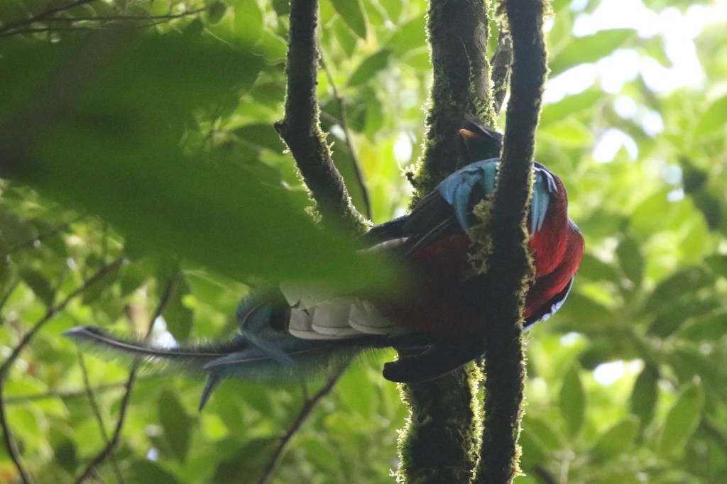 Costa Rica Birding 2021 Part 1 Monteverde Birds and Buds