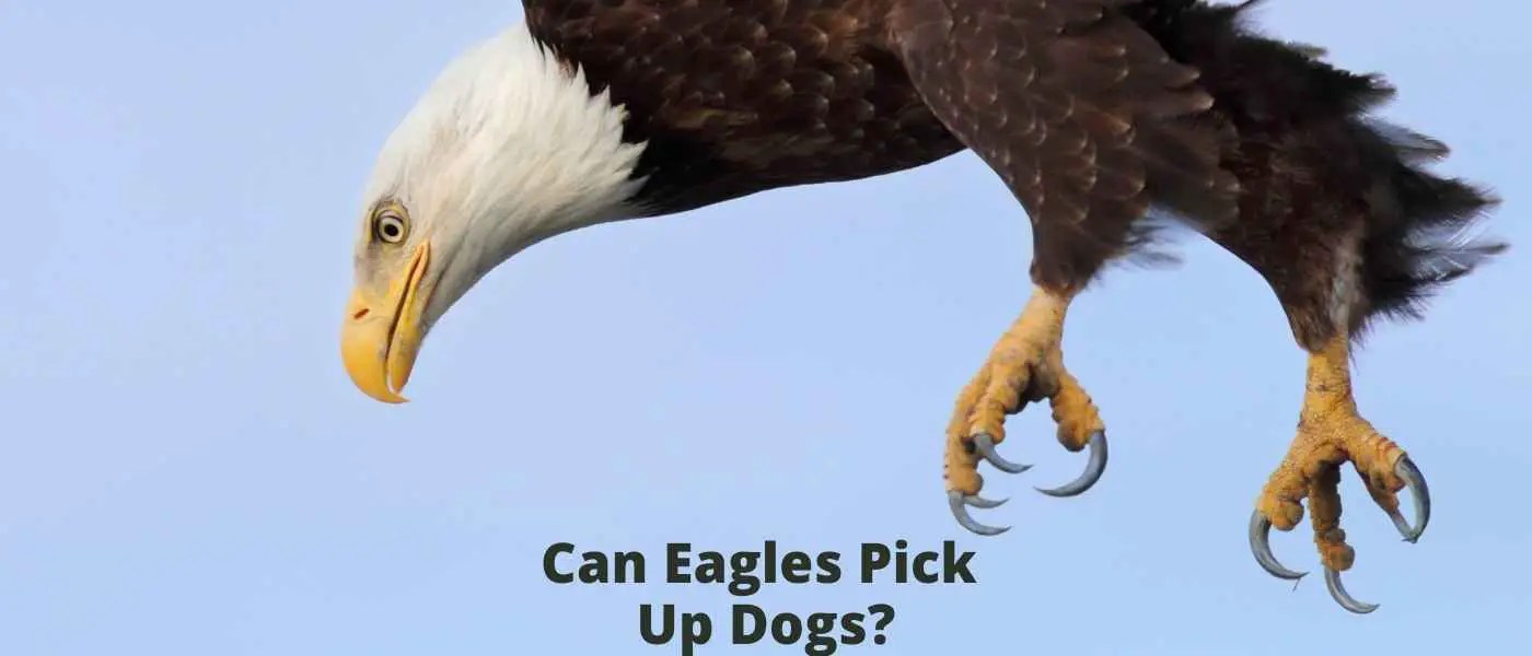 Can Eagles Pick Up Dogs? Birds & Wetlands