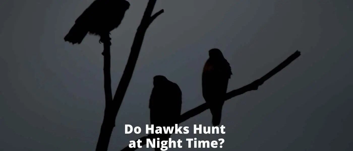 Do Hawks Hunt at Night Time? Birds & Wetlands