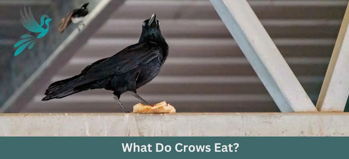 The Ultimate Guide to Understanding What Do Crows Eat? Birds & Wetlands