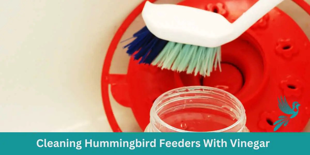 Cleaning Hummingbird Feeders With Vinegar Birds & Wetlands