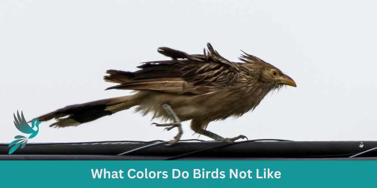Avian Aversions What Colors Do Birds Not Like? Birds & Wetlands